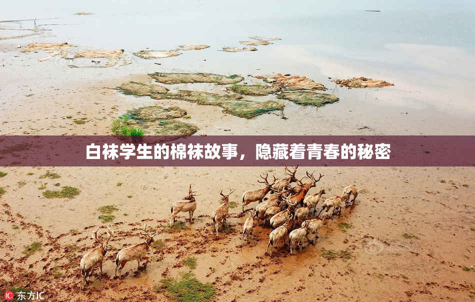 白袜学生的棉袜故事，隐藏着青春的秘密