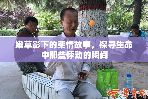 嫩草影下的柔情故事，探寻生命中那些悸动的瞬间