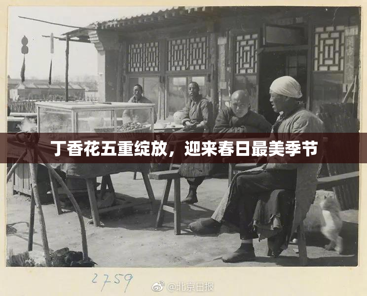 丁香花五重绽放，迎来春日最美季节