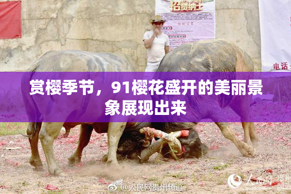 赏樱季节，91樱花盛开的美丽景象展现出来