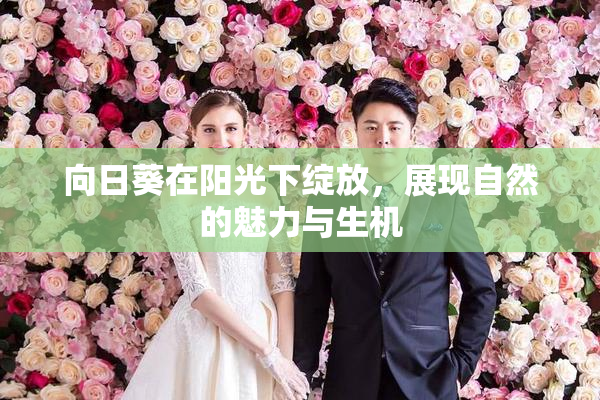 向日葵在阳光下绽放，展现自然的魅力与生机