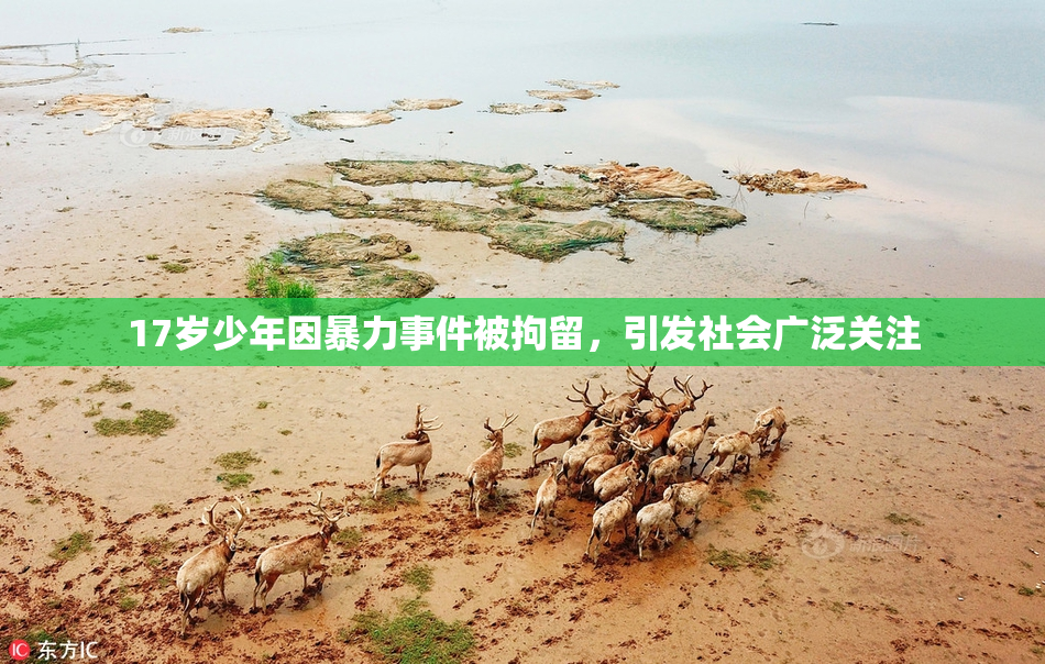 17岁少年因暴力事件被拘留，引发社会广泛关注