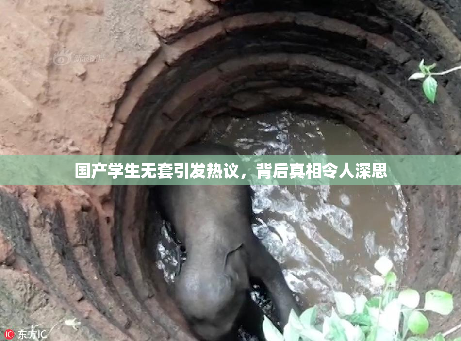 国产学生无套引发热议，背后真相令人深思