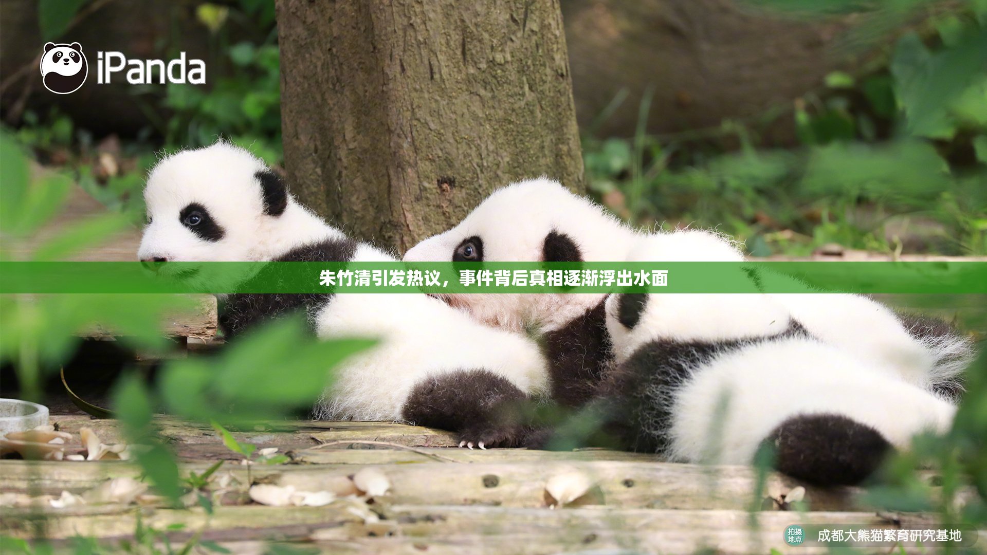 朱竹清引发热议，事件背后真相逐渐浮出水面