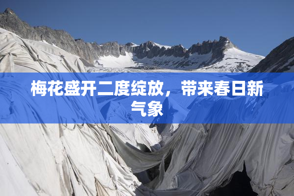 梅花盛开二度绽放，带来春日新气象