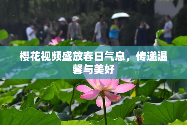 樱花视频盛放春日气息，传递温馨与美好