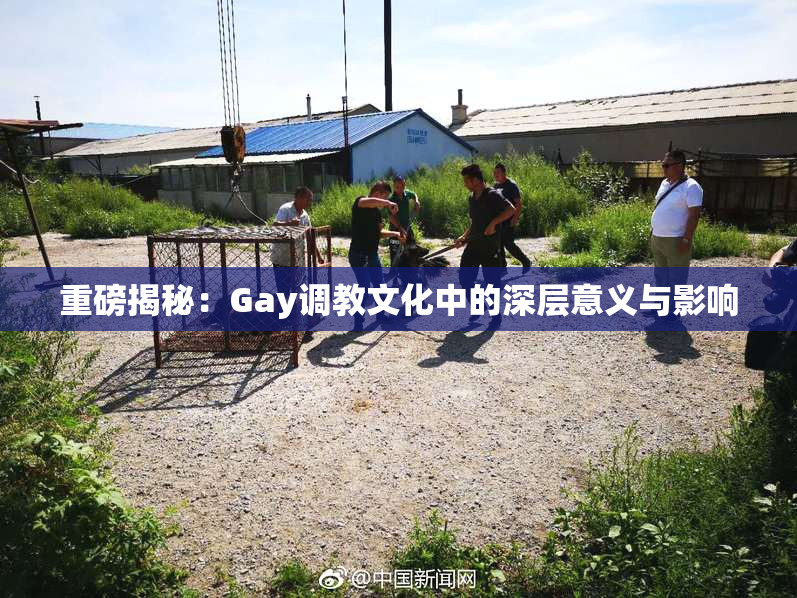 重磅揭秘：Gay调教文化中的深层意义与影响