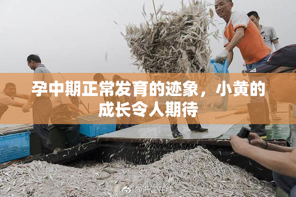 孕中期正常发育的迹象，小黄的成长令人期待