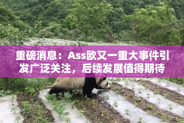 重磅消息：Ass欧又一重大事件引发广泛关注，后续发展值得期待！