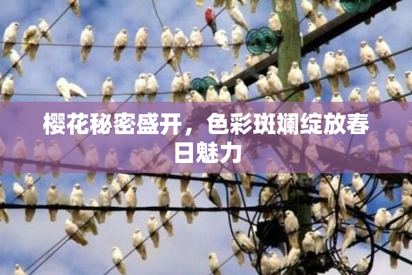 樱花秘密盛开，色彩斑斓绽放春日魅力