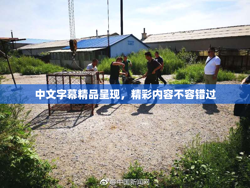 中文字幕精品呈现，精彩内容不容错过
