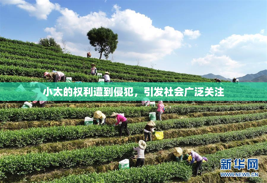 小太的权利遭到侵犯，引发社会广泛关注