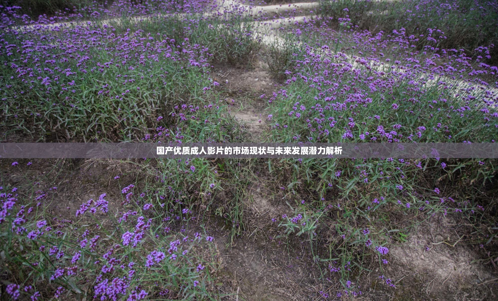 国产优质成人影片的市场现状与未来发展潜力解析