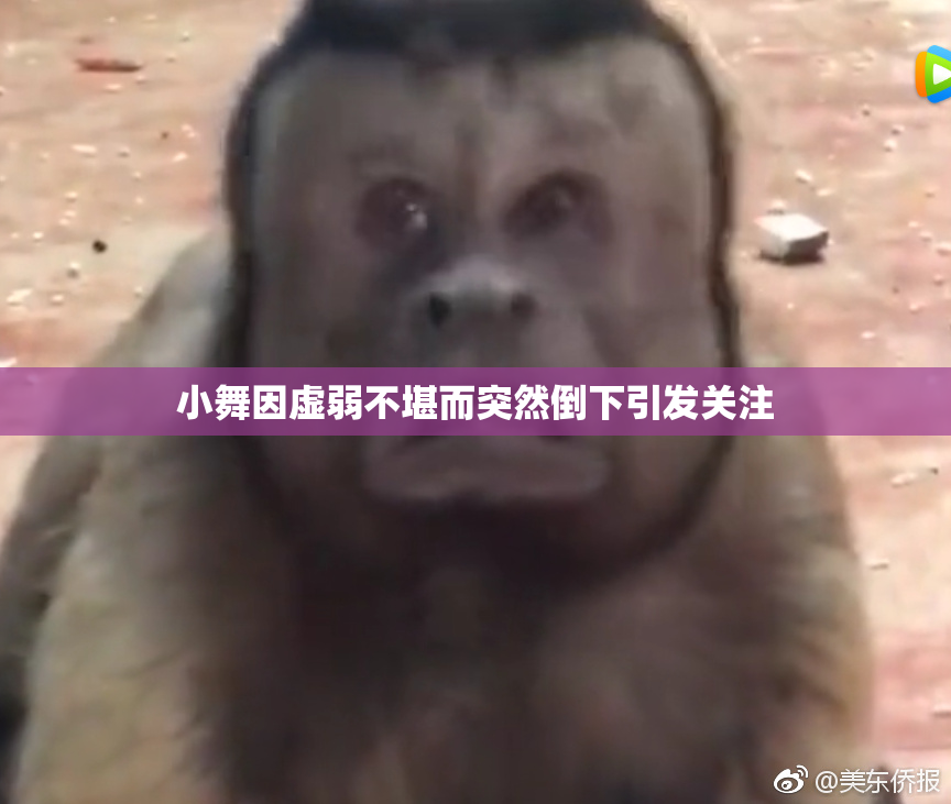 小舞因虚弱不堪而突然倒下引发关注