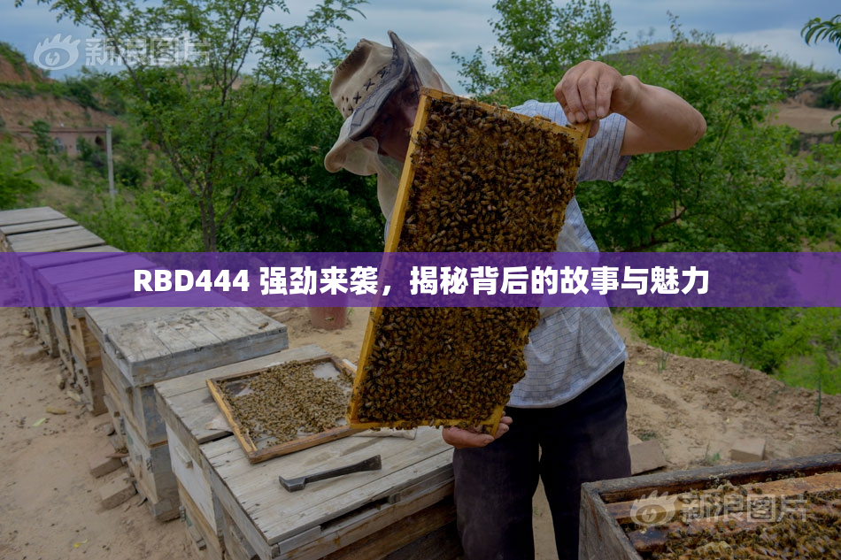 RBD444 强劲来袭，揭秘背后的故事与魅力