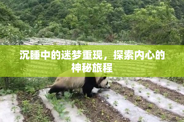 沉睡中的迷梦重现，探索内心的神秘旅程