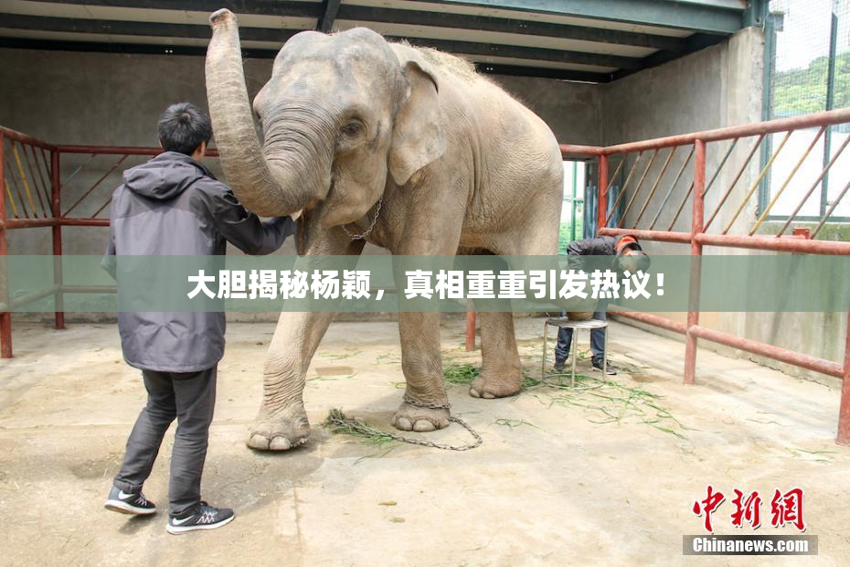 大胆揭秘杨颖，真相重重引发热议！