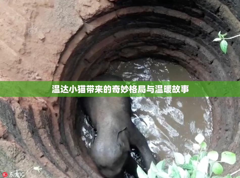 温达小猫带来的奇妙格局与温暖故事