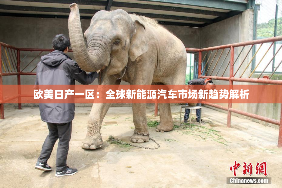 欧美日产一区：全球新能源汽车市场新趋势解析