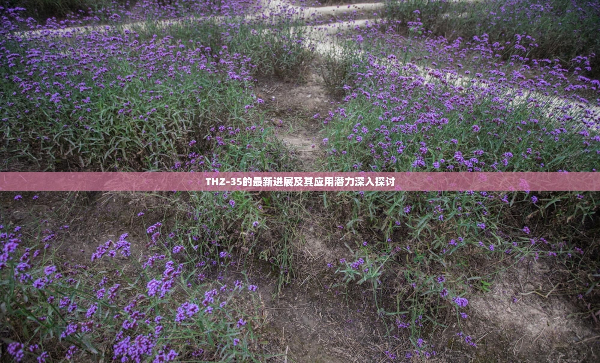 THZ-35的最新进展及其应用潜力深入探讨