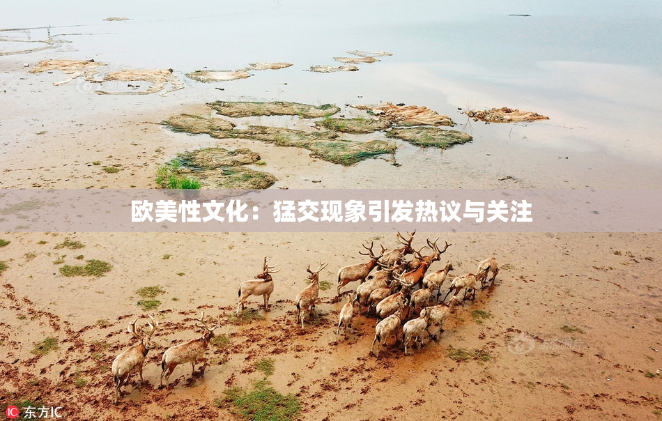 欧美性文化：猛交现象引发热议与关注