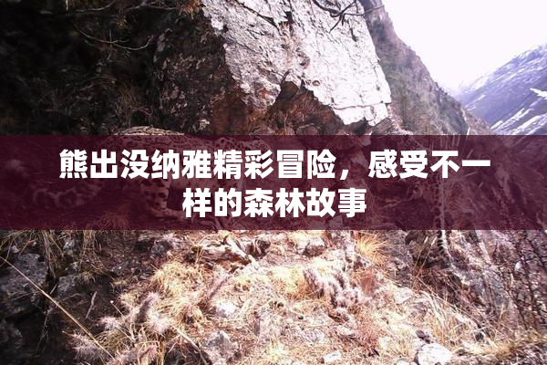 熊出没纳雅精彩冒险，感受不一样的森林故事