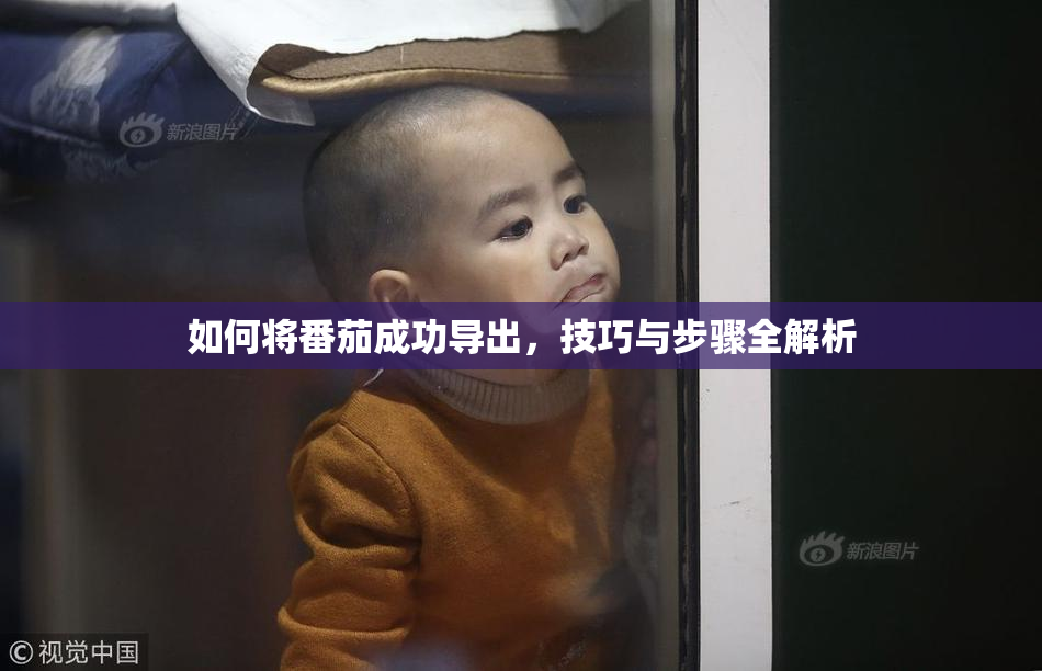 如何将番茄成功导出，技巧与步骤全解析
