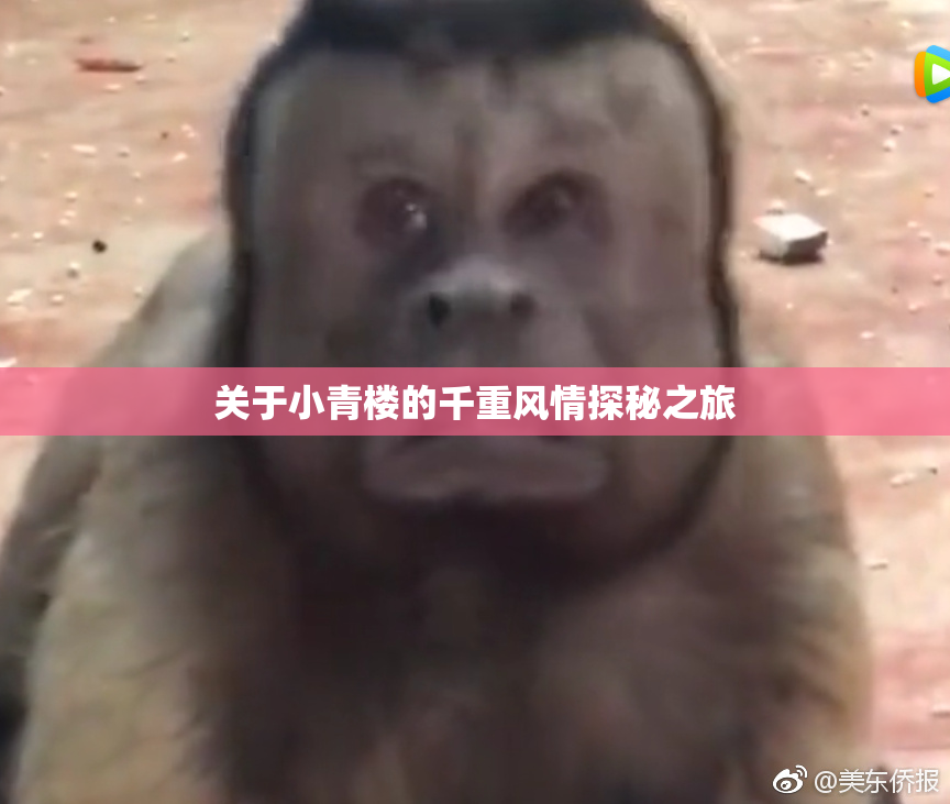 关于小青楼的千重风情探秘之旅