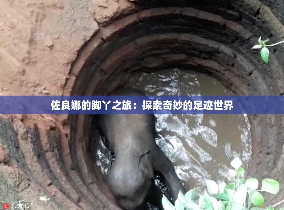 佐良娜的脚丫之旅：探索奇妙的足迹世界