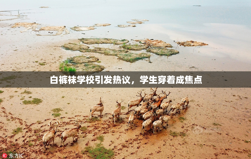 白裤袜学校引发热议，学生穿着成焦点