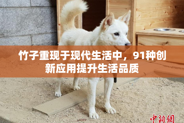 竹子重现于现代生活中，91种创新应用提升生活品质