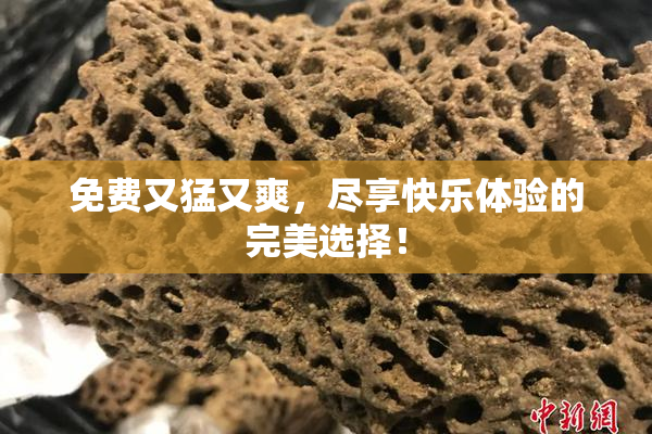 免费又猛又爽，尽享快乐体验的完美选择！