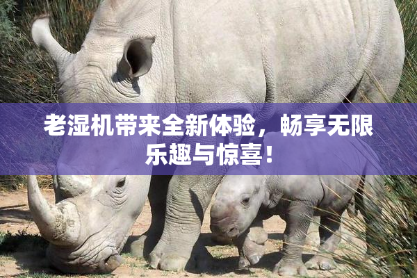 老湿机带来全新体验，畅享无限乐趣与惊喜！