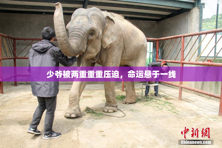 少爷被两重重重压迫，命运悬于一线