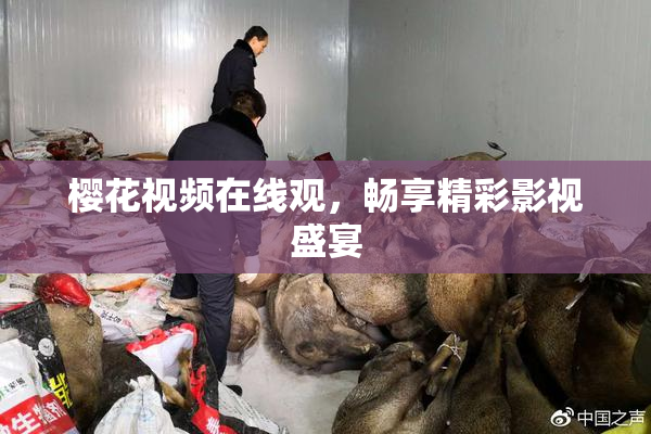 樱花视频在线观，畅享精彩影视盛宴