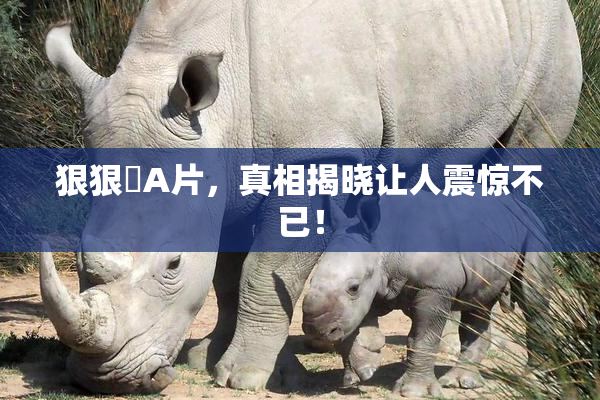 狠狠穞A片，真相揭晓让人震惊不已！