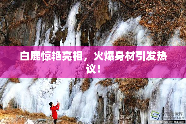 白鹿惊艳亮相，火爆身材引发热议！