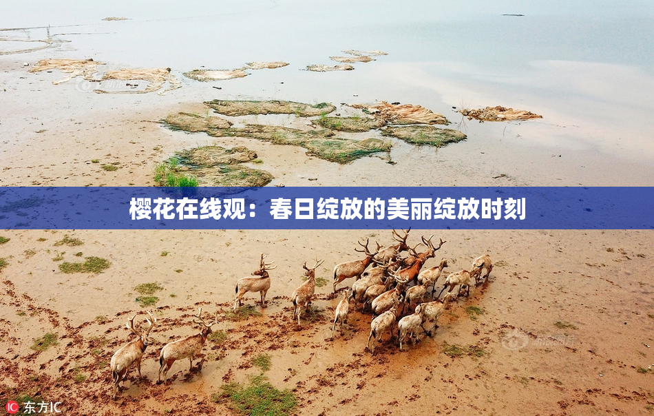 樱花在线观：春日绽放的美丽绽放时刻