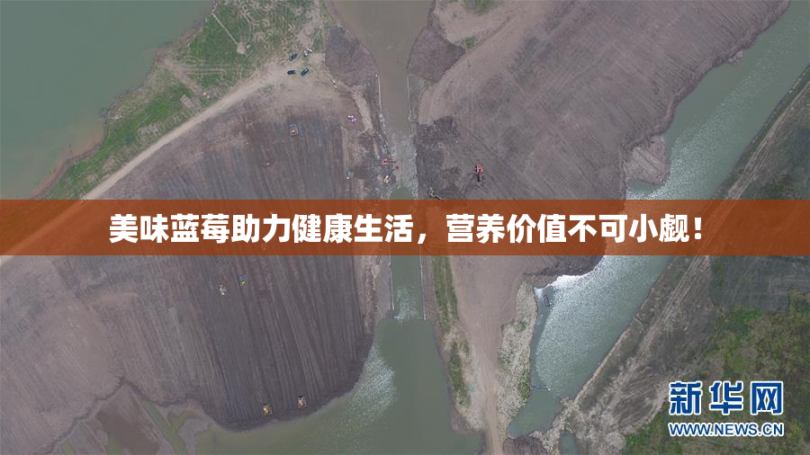 美味蓝莓助力健康生活，营养价值不可小觑！