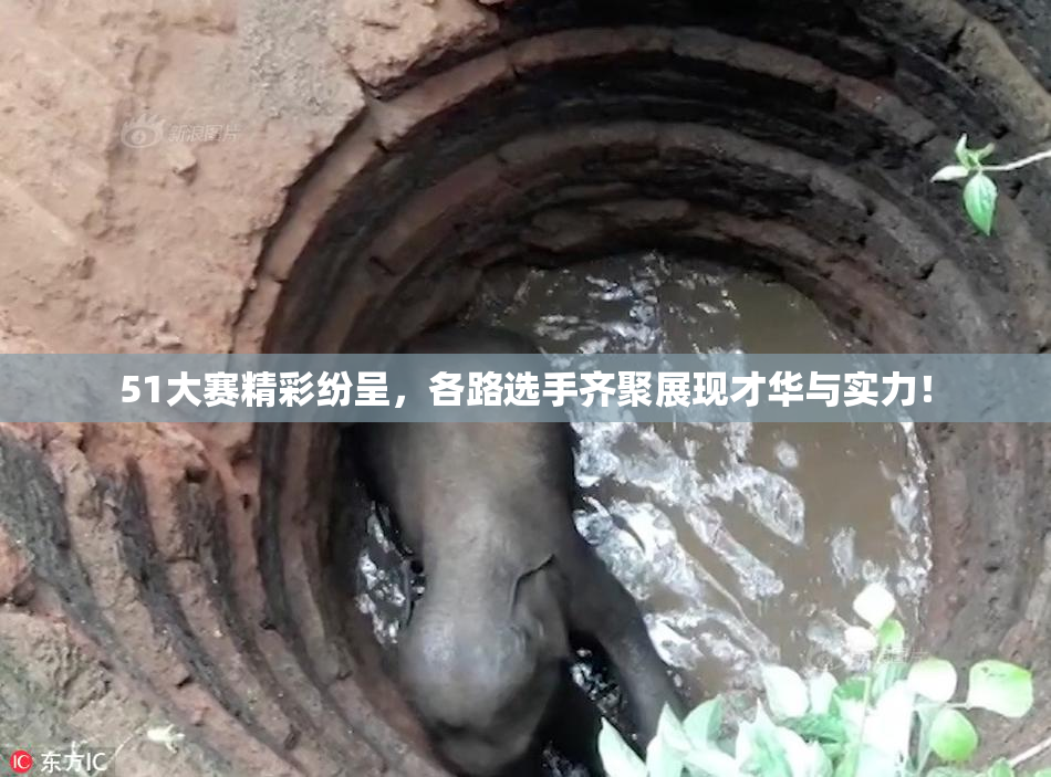 51大赛精彩纷呈，各路选手齐聚展现才华与实力！