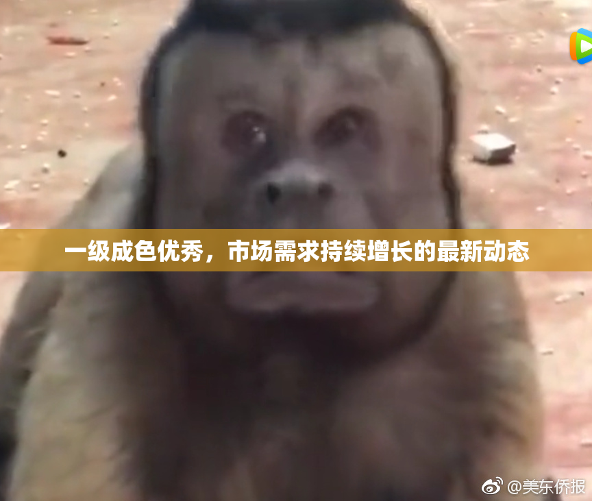 一级成色优秀，市场需求持续增长的最新动态