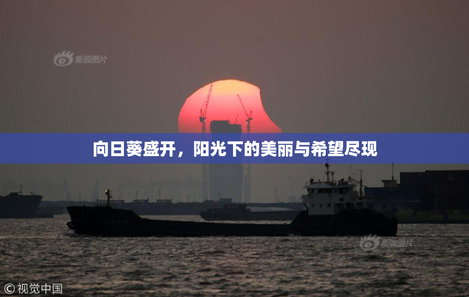 向日葵盛开，阳光下的美丽与希望尽现