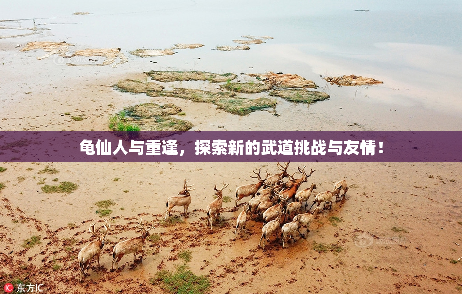 龟仙人与重逢，探索新的武道挑战与友情！