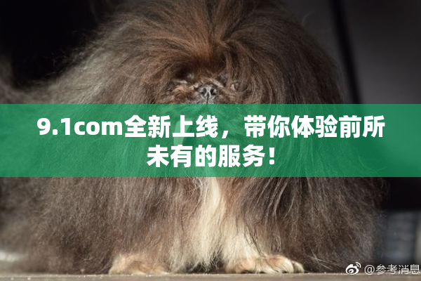 9.1com全新上线，带你体验前所未有的服务！