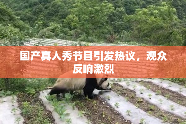 国产真人秀节目引发热议，观众反响激烈
