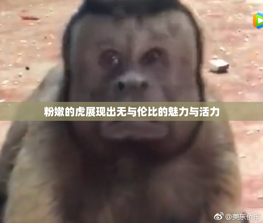 粉嫩的虎展现出无与伦比的魅力与活力
