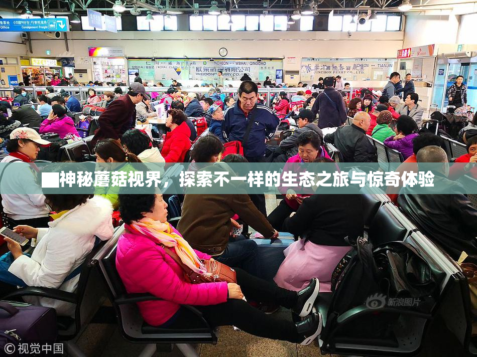 ▇神秘蘑菇视界，探索不一样的生态之旅与惊奇体验