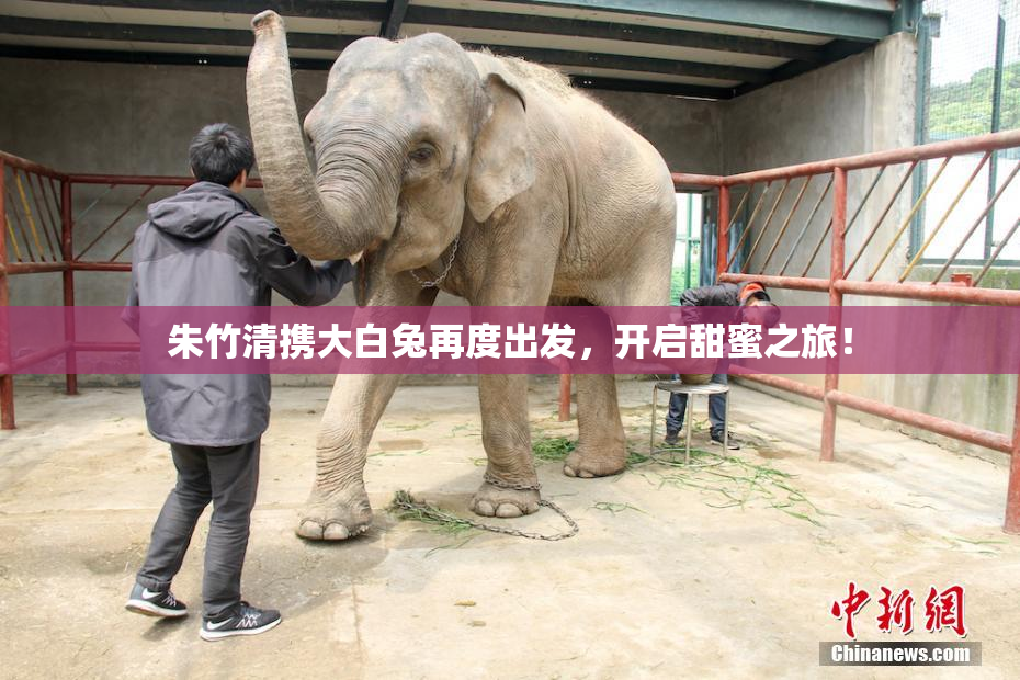 朱竹清携大白兔再度出发，开启甜蜜之旅！
