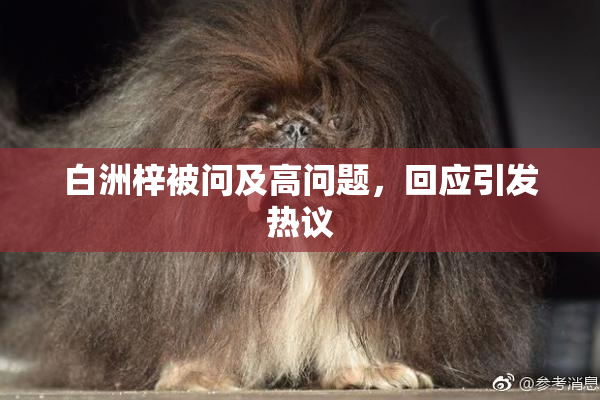 白洲梓被问及高问题，回应引发热议