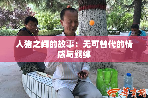 人猪之间的故事：无可替代的情感与羁绊